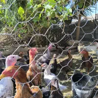 لاری|حیوانات مزرعه|فهرج, |دیوار