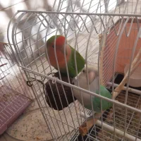 طوطی برزیلی|پرنده|گلستان (تهران), |دیوار