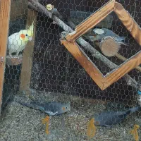 چهار عدد عروس هلندی