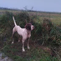 سک شکاری به فروش می‌رسد|سگ|رشت, نظری|دیوار