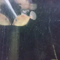 معاوضه آکواریوم آب شور با تانک کوچکتر|ماهی|بندرعباس, |دیوار