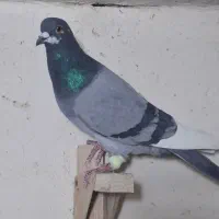 کفتر شهری . پلاکی . بهبهانی