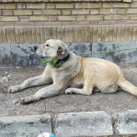 سگ نگهبان|سگ|مشهد, ایثار|دیوار