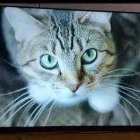 تلویزیون ال ای دی ۵۰اینج مدیا استار اندروید|تلویزیون و پروژکتور|آبادان, |دیوار