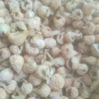 انجیر کنجشک خورده