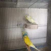مرغ عشق پروانه ای|پرنده|فولادشهر, B4|دیوار