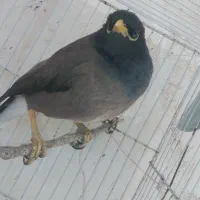 مرغ مینا