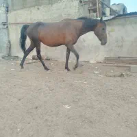 دو راس مادیان دره شوری