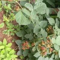 تمشک بدون خار|گل و گیاه طبیعی|رستم‌آباد, |دیوار