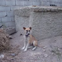سگ سرابی ۲ماهه