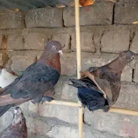 کبوتر سرخ|پرنده|ساوه, |دیوار