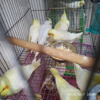 طوطی عروس نرمخوروعروس بالغ وجفت|پرنده|بهبهان, |دیوار