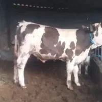 فروش گوساله سیمینتال و محلی