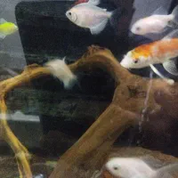 ماهی کالر سفید و رنگی