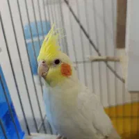 فروش عروس هلندی ماده بالغ