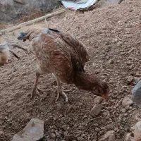 مرغ لاری|حیوانات مزرعه|پاوه, |دیوار