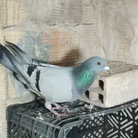 کبوتر های سالم|پرنده|تبریز, |دیوار