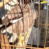 مرغ مینای زیبا|پرنده|برازجان, |دیوار