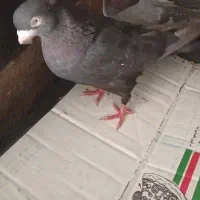 کبوتر زاغ سیاه نر گم شده افتاد توکوچه