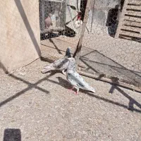 فروش کفتر|پرنده|شیراز, شهرک گلها|دیوار