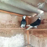 کفتر پرشی|پرنده|قم, سرحوض|دیوار