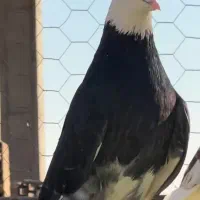 کفتر کبوتر پرشی