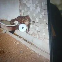 بز پاکستانی تک