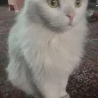 کربه پرشین نژاد انگلیس