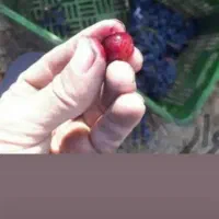 ابگیری انگور هشگردبیدانه تاکستان انگور شانی دیم سر|عمدهفروشی|تهران, میدان میوه و ترهبار مرکزی|دیوار