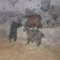 بره