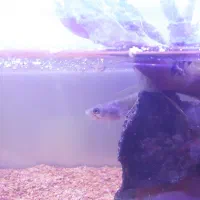 فروش ماهی چانا|ماهی|دامغان, |دیوار