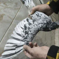 دودی هفرنگ نر|پرنده|بشاریات, |دیوار