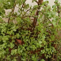 گلدون طبیعی خرفه ای