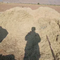 کاه لوبیاچیتی