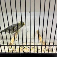 قناری لیزارد ماده آماده پس کوزه|پرنده|تهران, صادقیه|دیوار