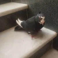 نر پلنگ سیاه کاکل تر تمیز 8*8|پرنده|زاهدان, |دیوار