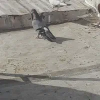 کفتر نر و ماده|پرنده|قم, باغ شازده|دیوار