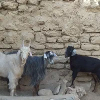 فروش سه عدد بز|حیوانات مزرعه|سمنان, |دیوار