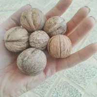 فروش گردو