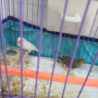 فنچ نر و ماده