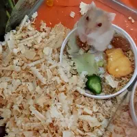 همستر|موش و خرگوش|اسلام‌شهر, شهرک قائمیه|دیوار