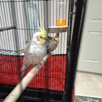 عروس هلندی|پرنده|ارومیه, |دیوار