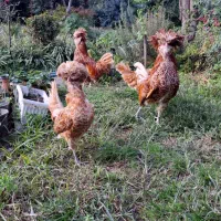 فروش پولندطلایی|حیوانات مزرعه|رامسر, |دیوار