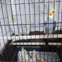 عروس هلندی۴عدد