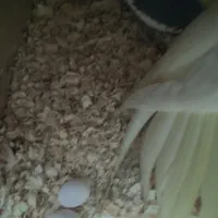 عروس هلندی یا عروس پاریس