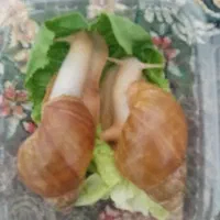 حلزون آچاتینا البینو|خزنده|همدان, |دیوار