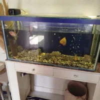 آکواریوم|ماهی|هشتگرد, شهرک المهدی|دیوار