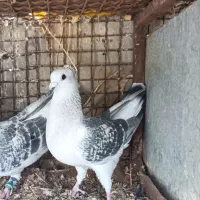 ماده پولک کرمانی  کاکلی