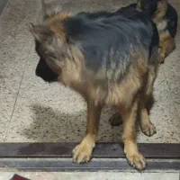 سگ ژرمن شیپر شولاین|سگ|اهواز, منبع اب|دیوار