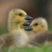 حراج ۱۰عدد جوجه۱ماهه